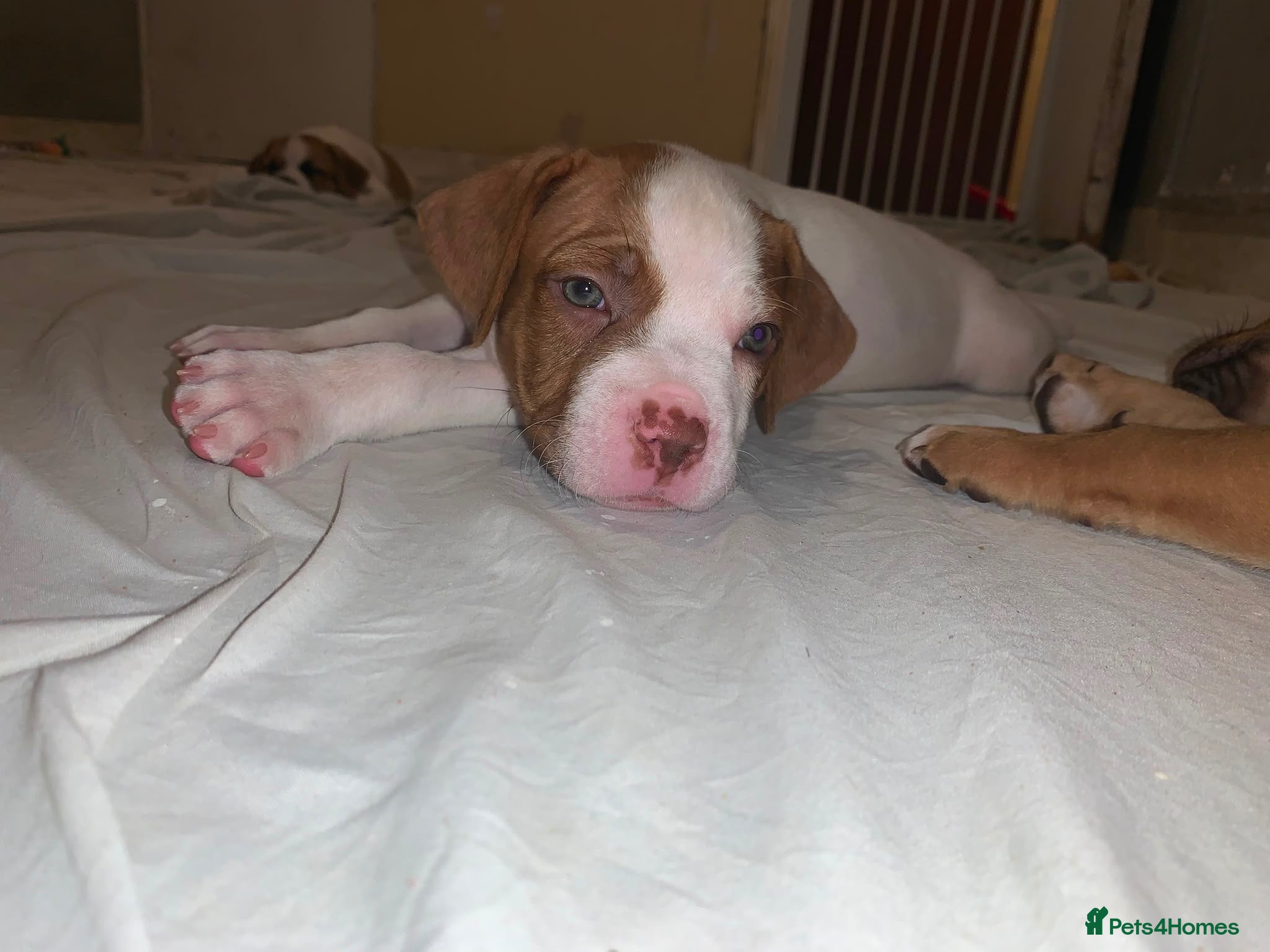 Mixed Breed dogs Mastiff cross. 10 pups (7 boys… 3 girls…)  - Advert 11