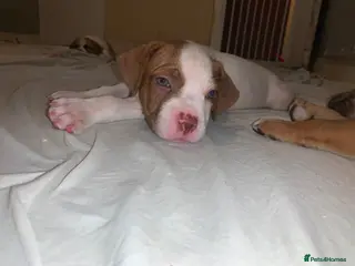 Mixed Breed dogs Mastiff cross. 10 pups (7 boys… 3 girls…) - Advert 11