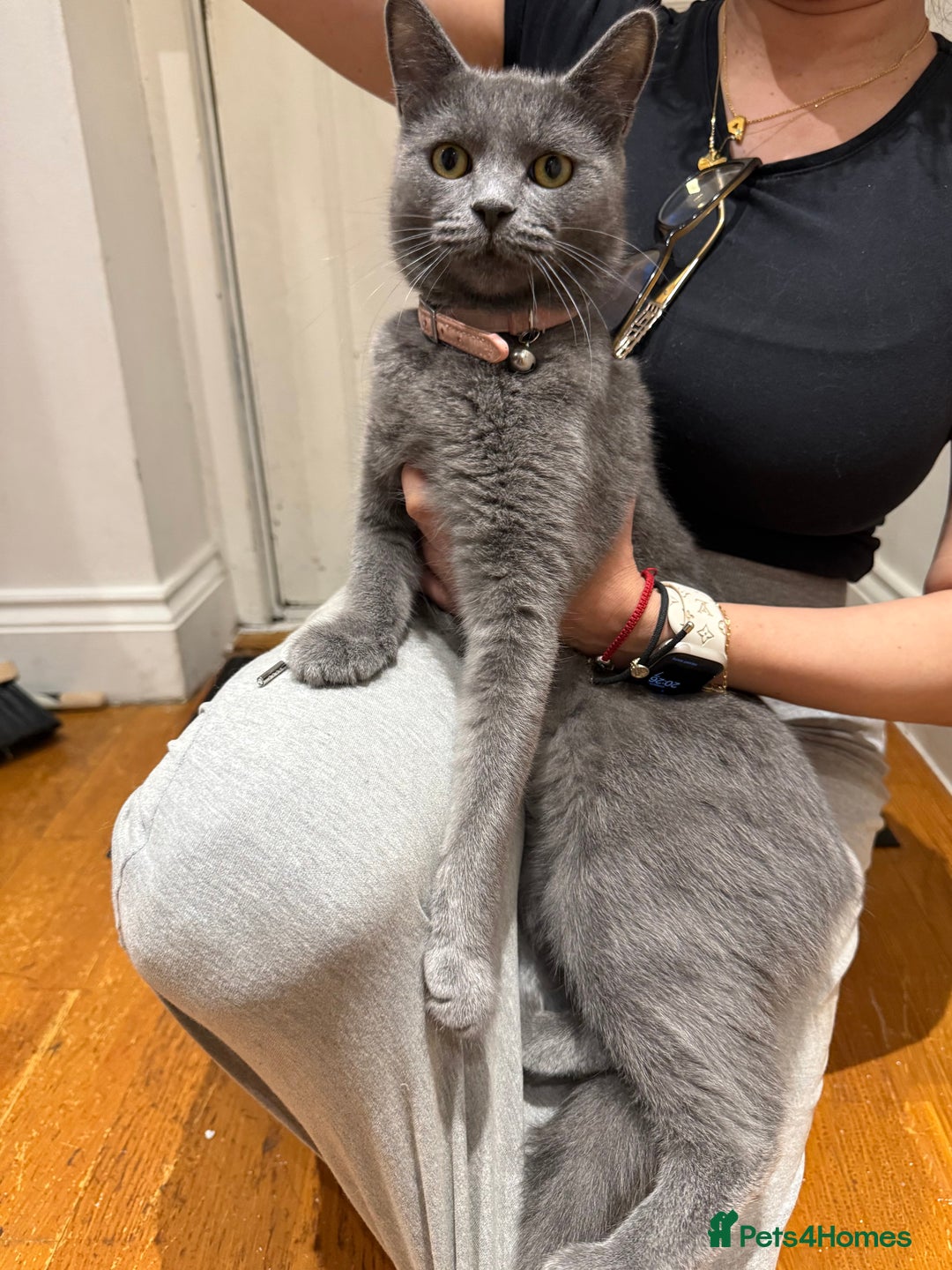 Brazilian Shorthair cats for sale: British short hair - Image 2