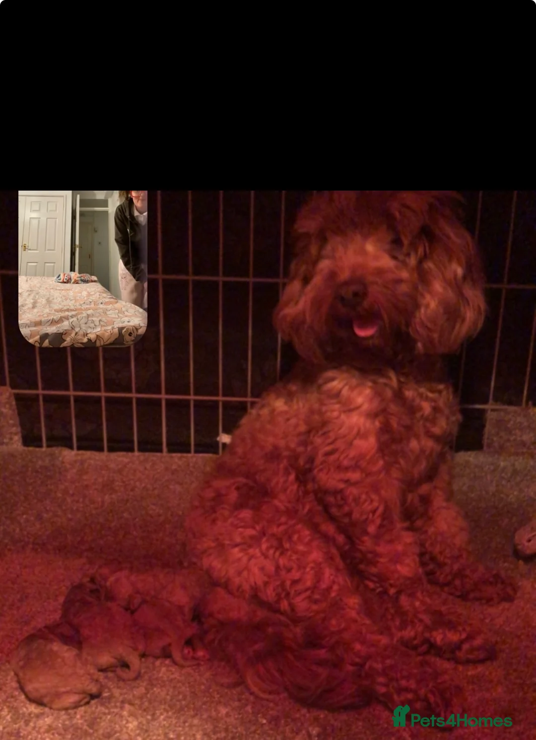 Cockapoo dogs for sale: Cockapoo puppies ready to leave  in Sunderland - Advert 2