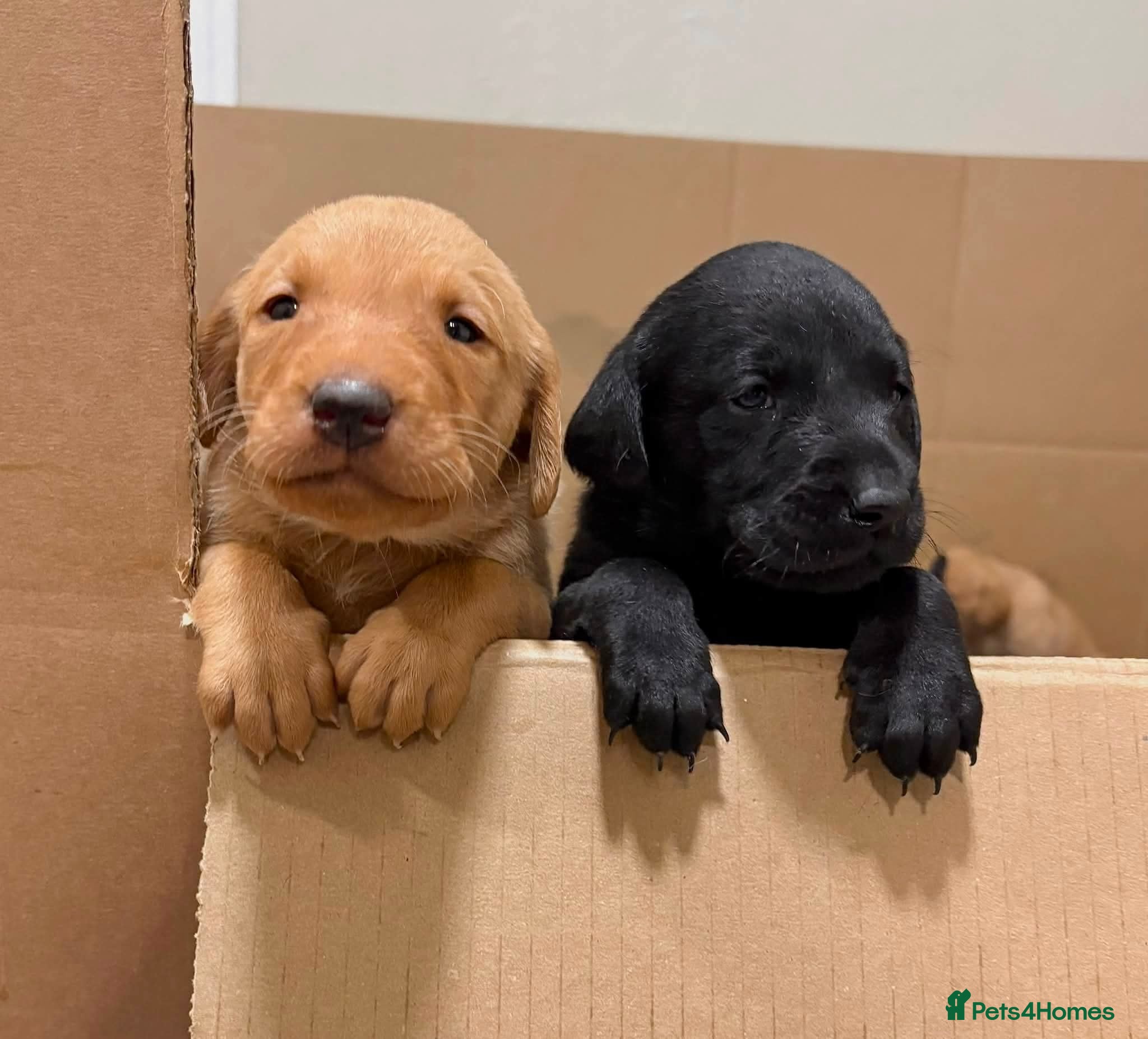 Labrador Retriever dogs Champion Labrador Puppies  - Advert 1