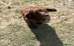 Cocker Spaniel dogs for sale: Working cocker spaniel  - Image 5