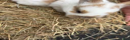 Lionhead rabbits for sale: Lion heads  - Advert 7