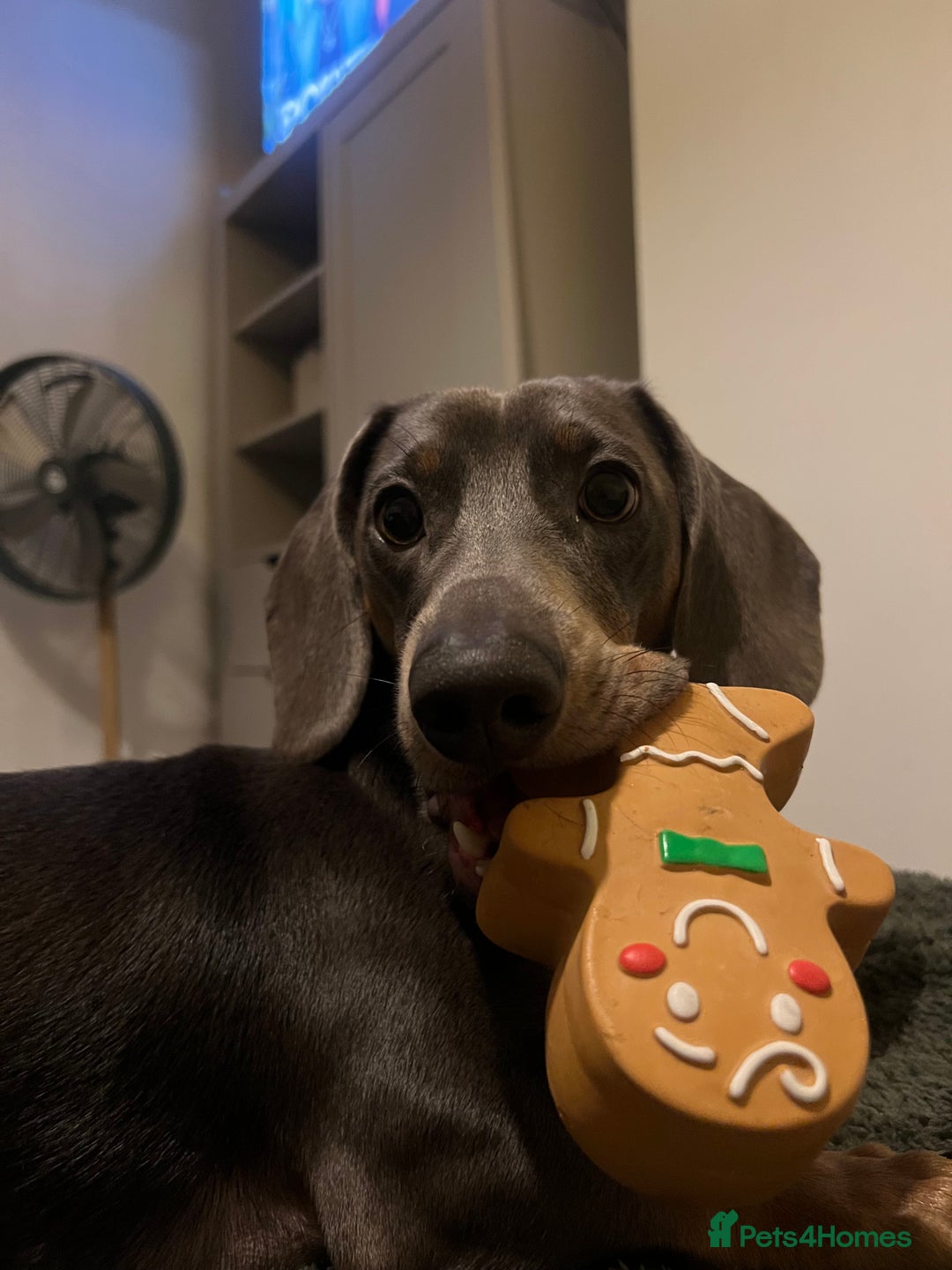 Dachshund dogs for sale: Grey and Tan Male Dachshund 17 months old - Advert 3