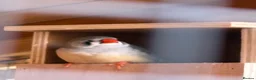 Finches birds for sale: Zebra Finches pairs - Advert 6
