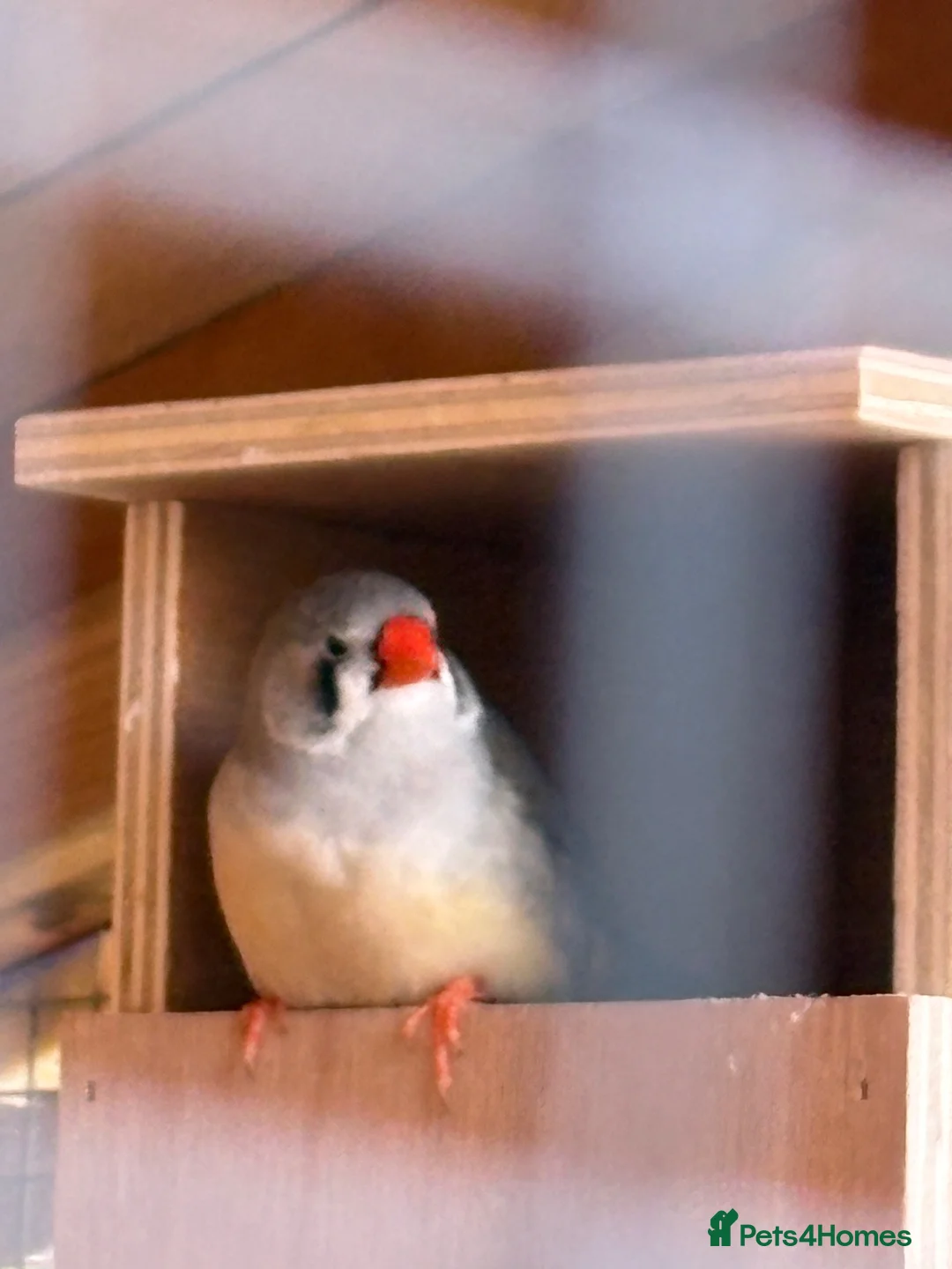 Finches birds for sale: Zebra Finches pairs - Advert 6