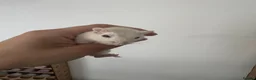 Gerbil rodents for sale: Gerbils and hamster - Advert 3