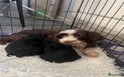 Mixed Breed dogs for sale: 2 Maltese x cockpoo puppies for sale - Image 8