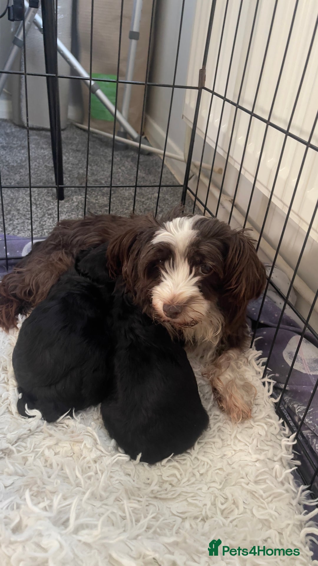 Mixed Breed dogs for sale: 2 Maltese x cockpoo puppies for sale - Image 8