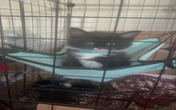 Mixed Breed cats for sale: 9 gorgeous kittens - Image 11