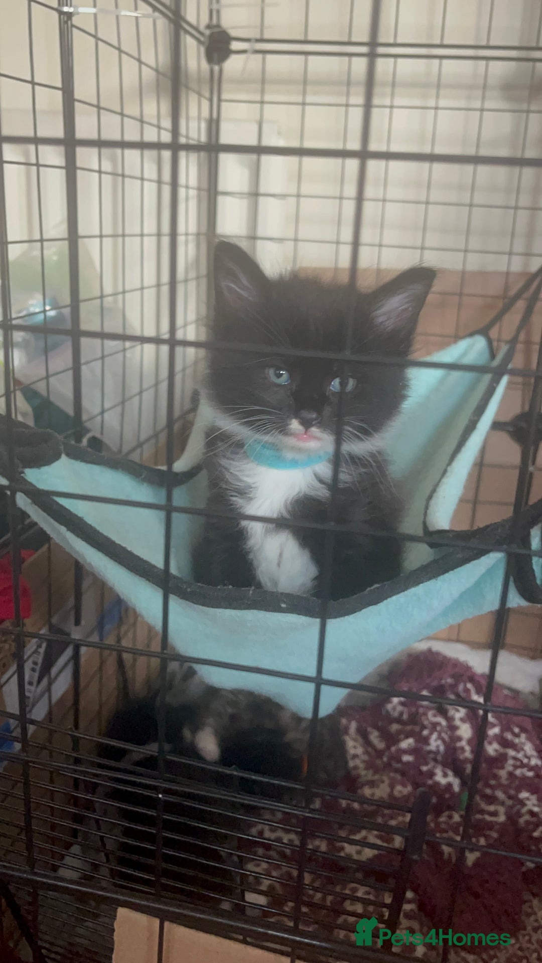 Mixed Breed cats for sale: 9 gorgeous kittens - Image 11