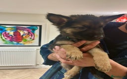 German Shepherd dogs for sale: Blue line German Shepherd’s - Ready today!  - Advert 3