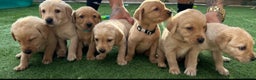 Labrador Retriever dogs for sale: 🐾 Exceptional KC Registered Labrador Puppies🐾 - Advert 4