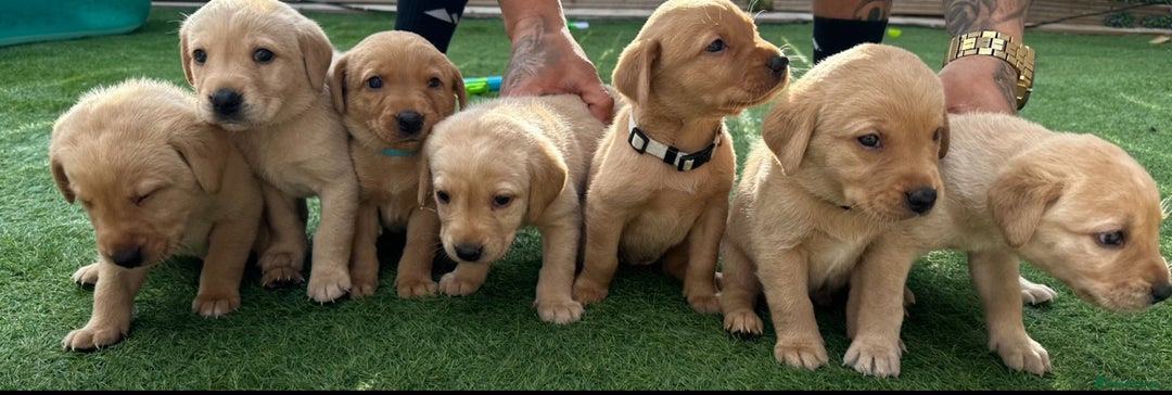 Labrador Retriever dogs for sale: 🐾 Exceptional KC Registered Labrador Puppies🐾 - Advert 4