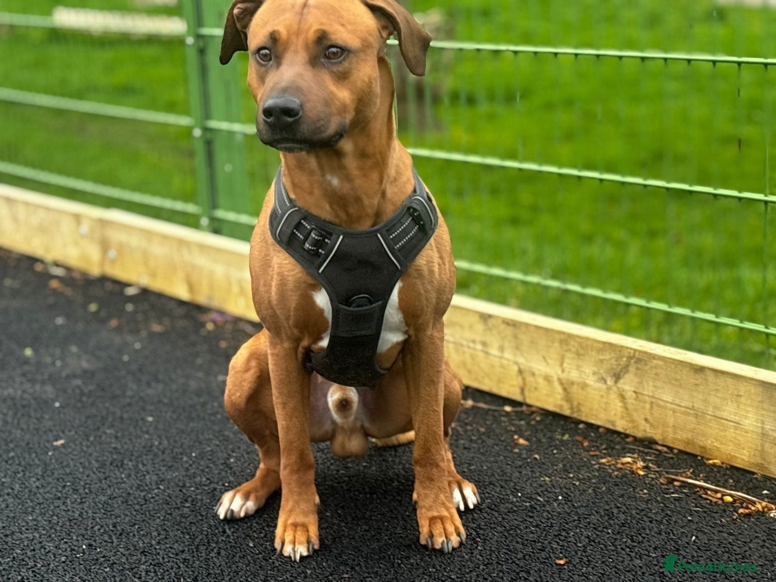 Staffordshire Bull Terrier dogs Staffy male 1 year old  - Advert 2