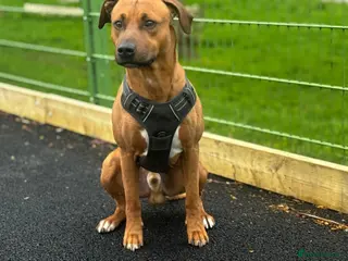 Staffordshire Bull Terrier dogs Staffy male 1 year old - Advert 2
