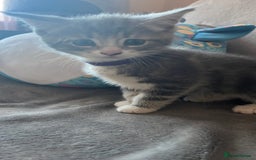 Mixed Breed cats for sale: Kittens - Image 15