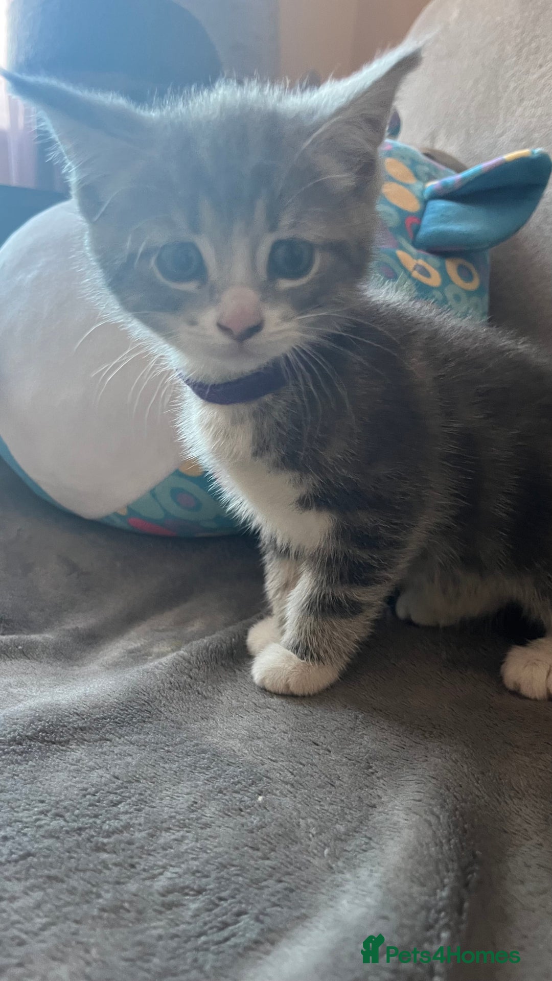 Mixed Breed cats for sale: Kittens - Image 15
