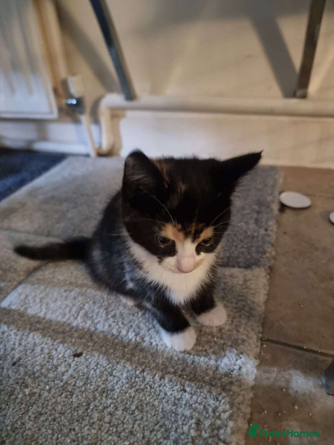 Mixed Breed cats for sale: Ginger tuxedo kittens  - Advert 8