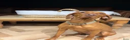 Hungarian Vizsla dogs for sale: Beautiful KC Registered Hungarian Vizsla puppies  in Blackburn - Advert 21
