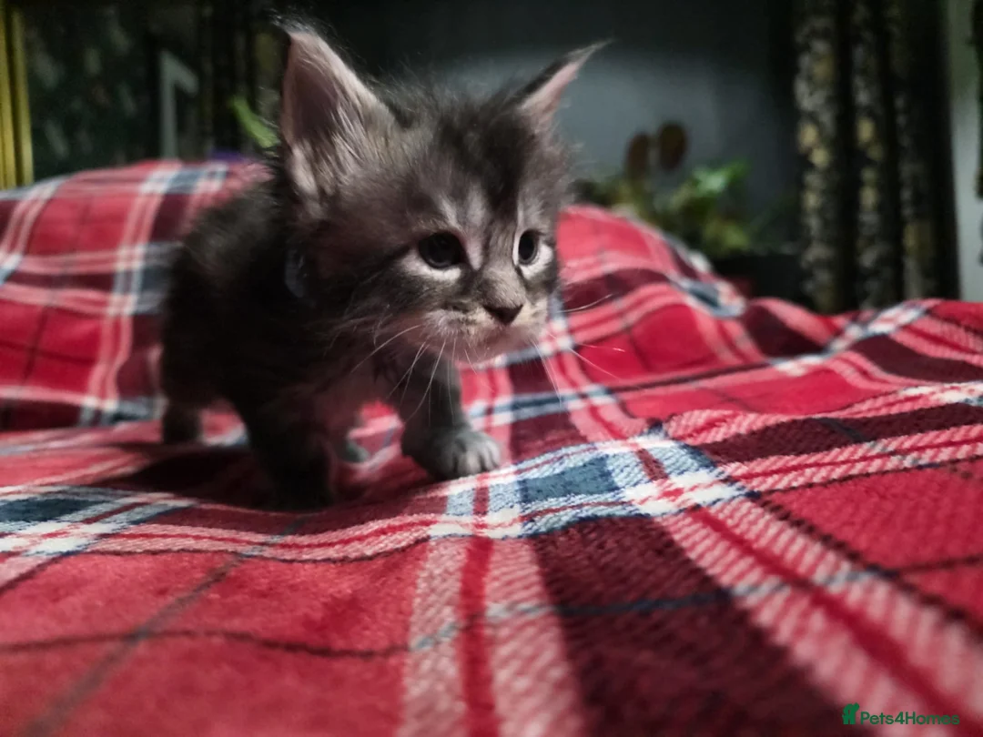 Maine Coon cats for sale: TICA registered Russian lineage Maine coon kittens - Advert 28