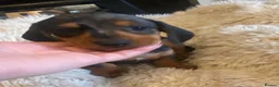 Miniature Dachshund dogs for sale:  KC Reg Miniature Dachshund Puppies - Advert 11