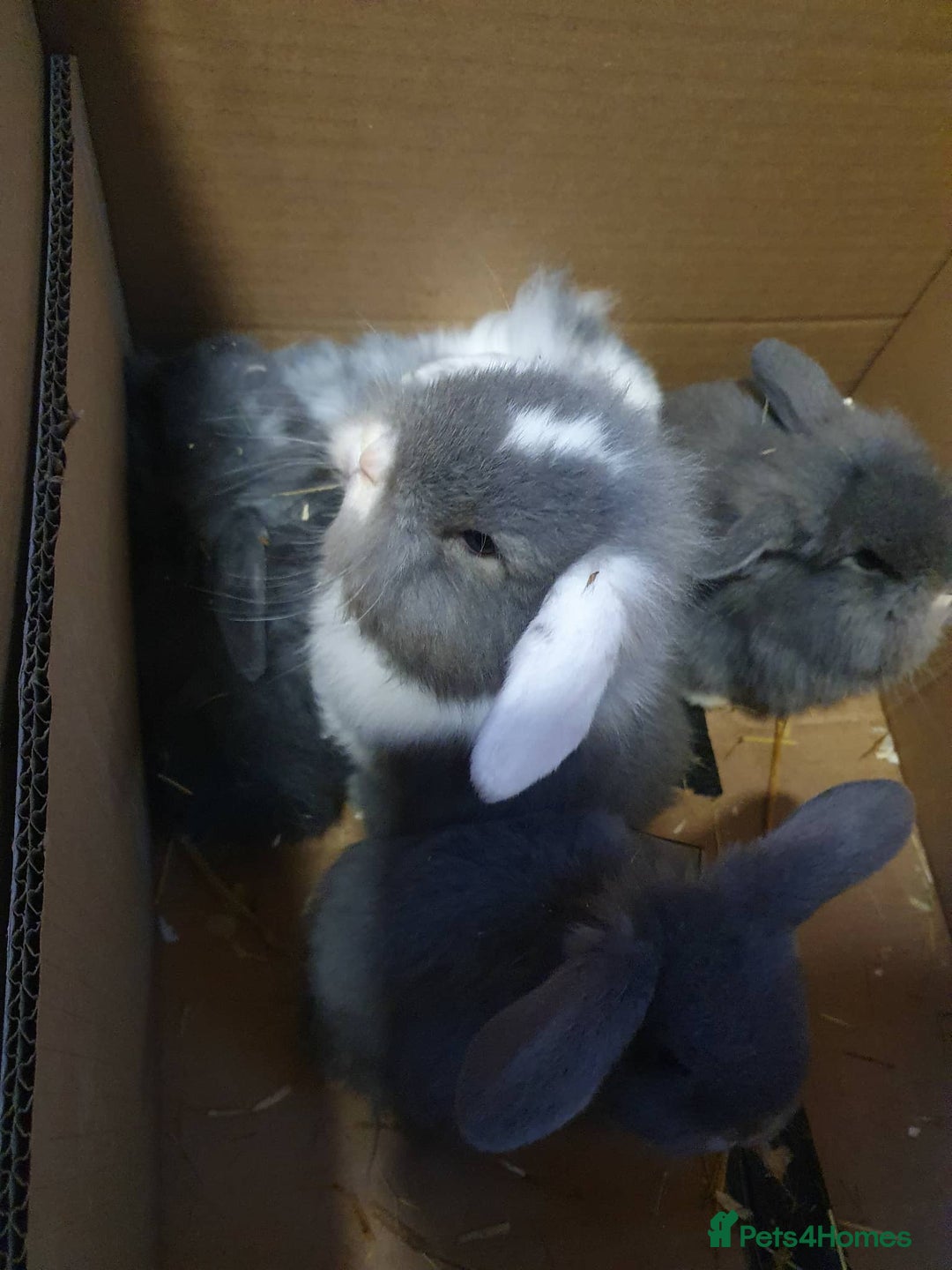 Mixed Breed rabbits for sale: Lion Head x Vienna Lop - Advert 1