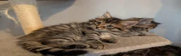 Maine Coon cats for sale: 🩵🩷Maine coon cross kitty's ready now 🩷🩵 - Advert 7