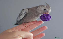 Cockatiels birds for sale: Hand reared silly tame DNA sexed baby cockatiels  - Image 15