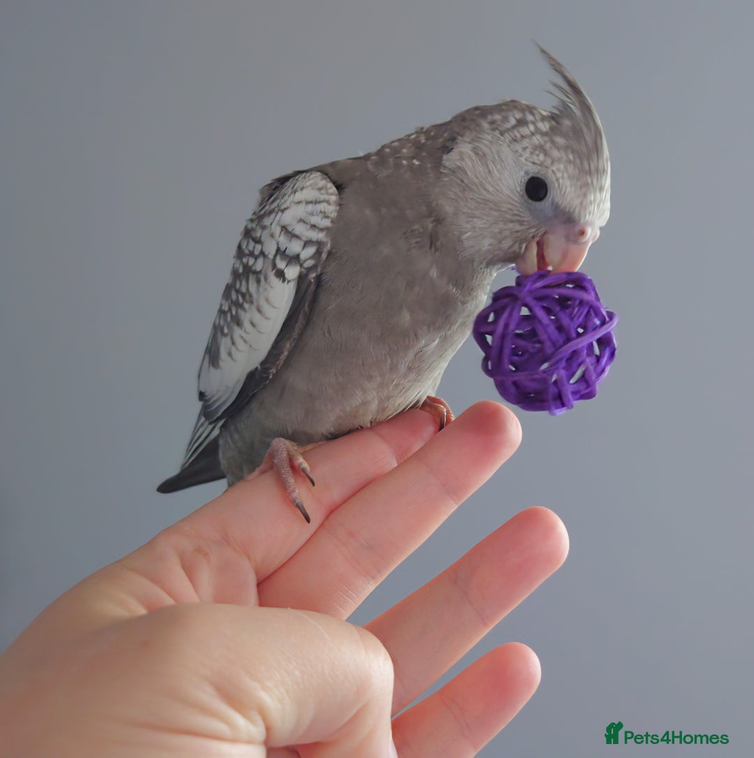 Cockatiels birds for sale: Hand reared silly tame DNA sexed baby cockatiels  - Image 15