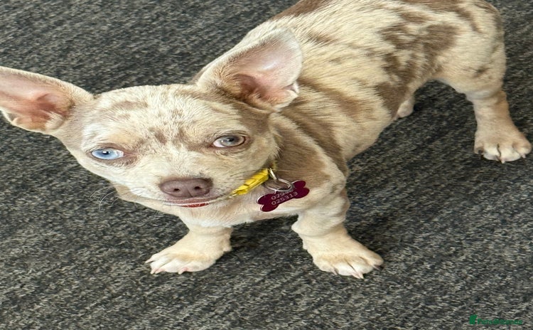 Chihuahua dogs - Advert 8