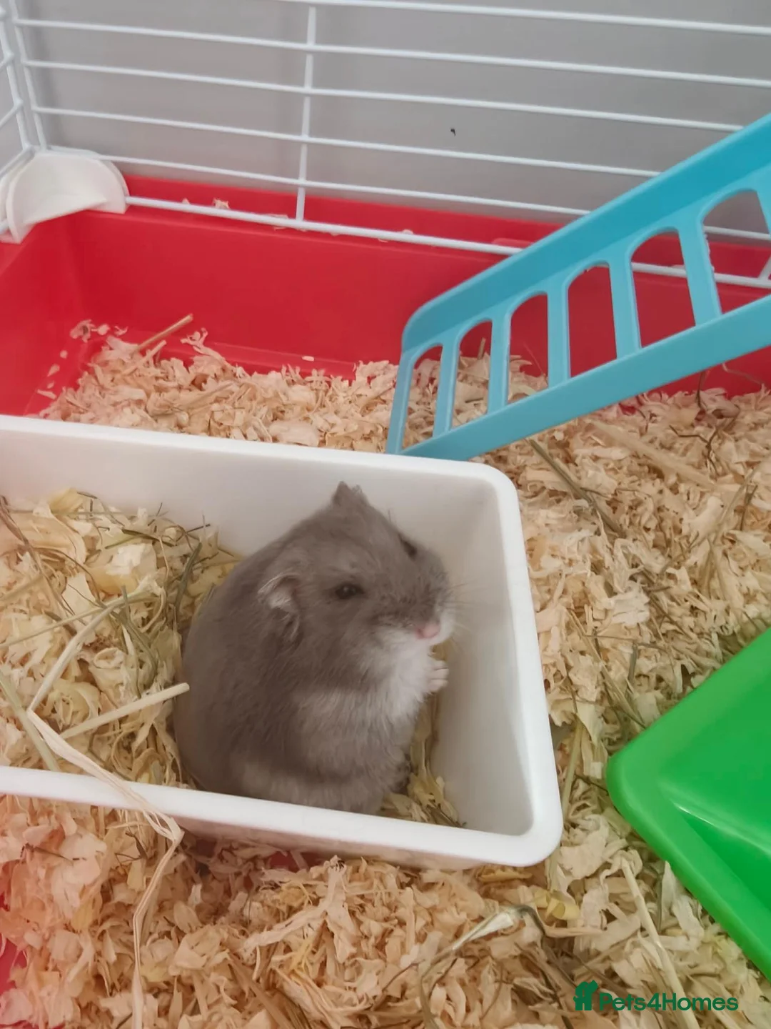 Hamster rodents for sale: Russian hamster  in Wrexham - Advert 1