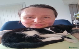 Mixed Breed cats for sale: Tortico female kitten for sale 3 months old - Image 9