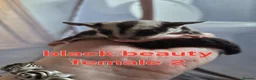Sugar Glider rodents for sale: Sugar glider joeys ready to reserve  - Advert 6