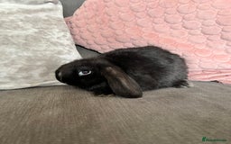 Mini Lop rabbits for sale: Beautiful mini lop rabbits for sale - Image 18