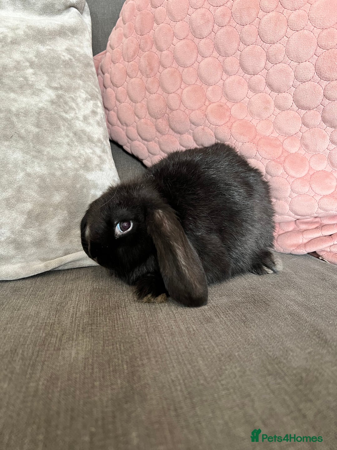 Mini Lop rabbits for sale: Beautiful mini lop rabbits for sale - Image 18