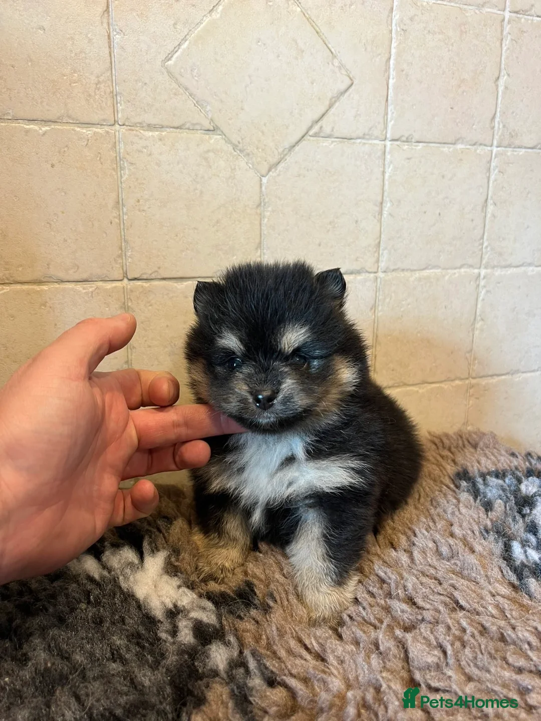 Pomsky dogs for sale: last 2 males - Advert 9