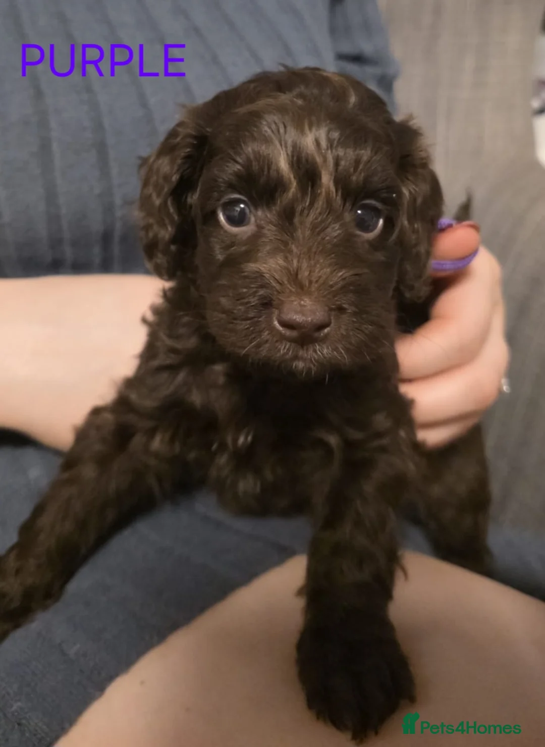 Cockapoo dogs for sale: Cockapoo Puppies  - Advert 18