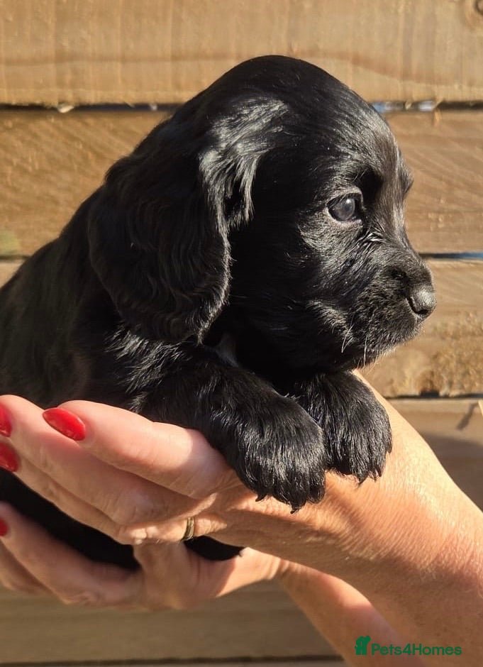 Cocker Spaniel dogs  Beautiful Working Cocker Spaniels Puppies - Advert 2