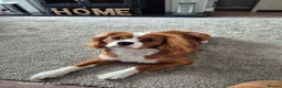 Cavalier King Charles Spaniel dogs for sale: Ringo  - Advert 5