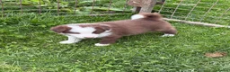 Border Collie dogs for sale: Excellent Border Collie Puppies  in Buxton - Advert 15