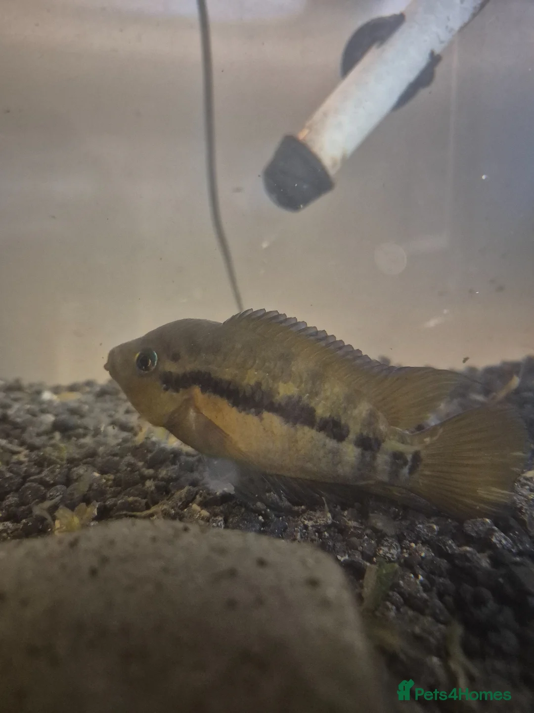 Cichlids fish for sale: Rainbow chilids pair with tank setup in Liverpool - Advert 1