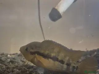 Cichlids fish Rainbow chilids pair with tank setup - Advert 6