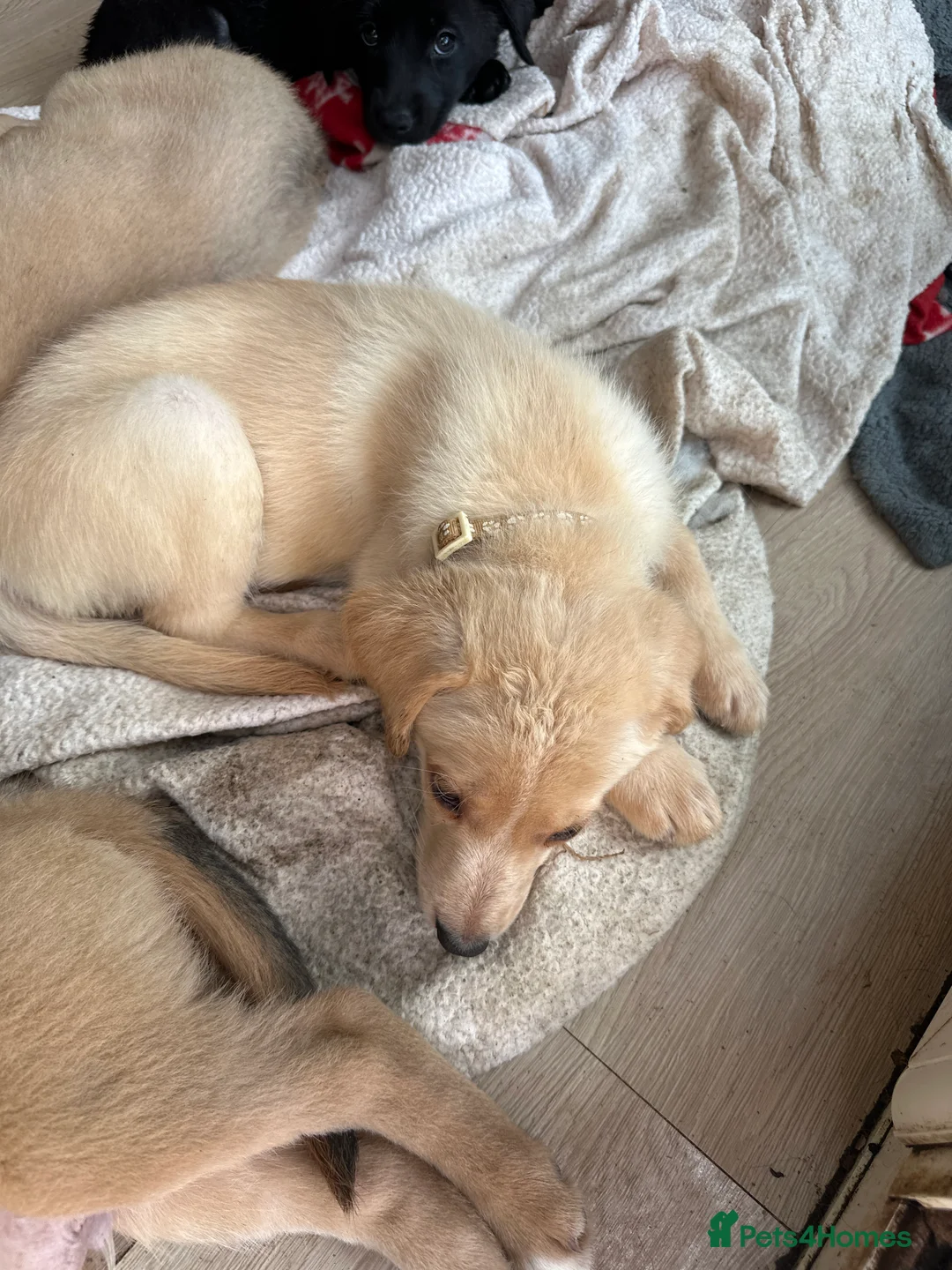Mixed Breed dogs for sale: Collie German shepherd puppies - Advert 2