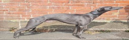 Whippet dogs for sale: Gorgeous KC Registered Whippet puppies  - Advert 3