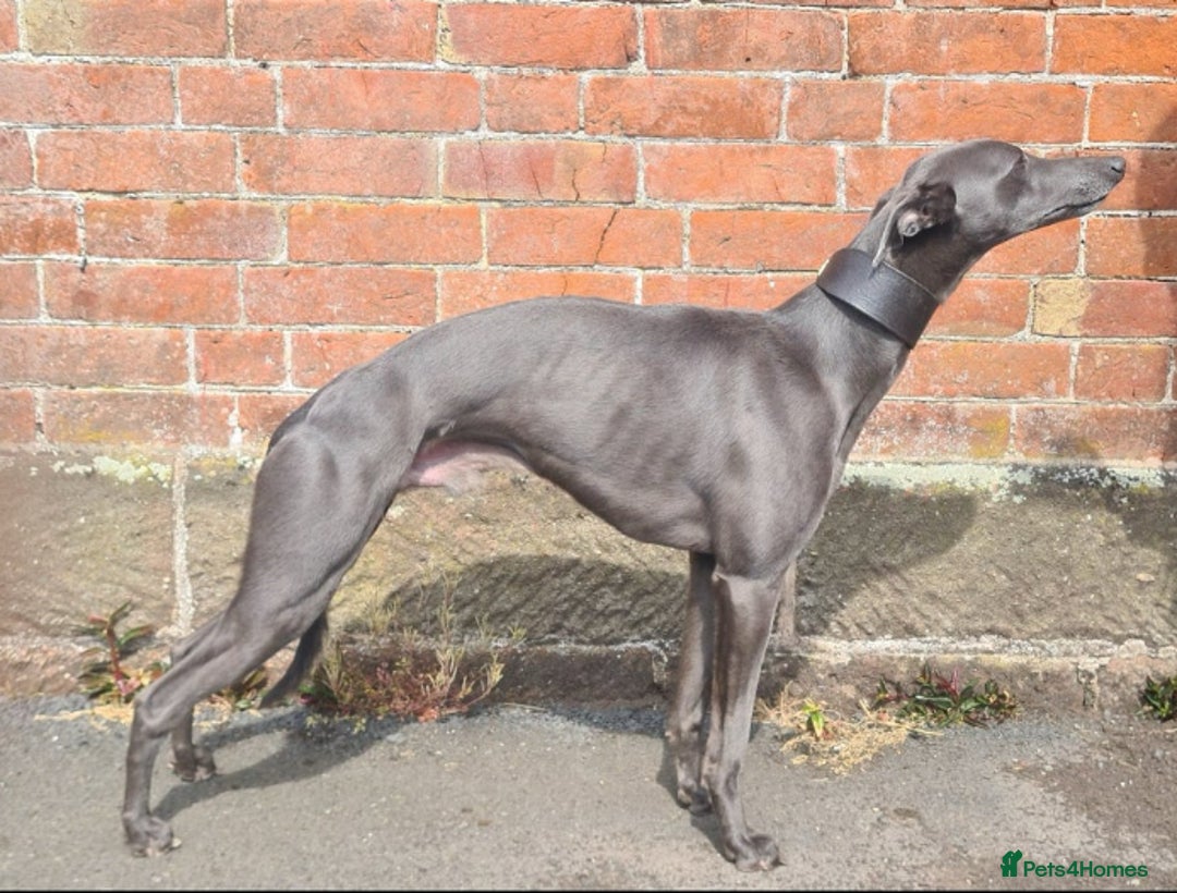 Whippet dogs for sale: Gorgeous KC Registered Whippet puppies  - Advert 3