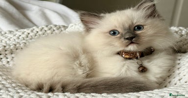 Ragdoll cats - Advert 7