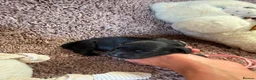 Cocker Spaniel dogs for sale: Excellent pedigree Cocker Pups Farlavale / Rowston - Advert 23
