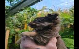 Chihuahua dogs for sale: Chihuahua puppies. - Advert 13