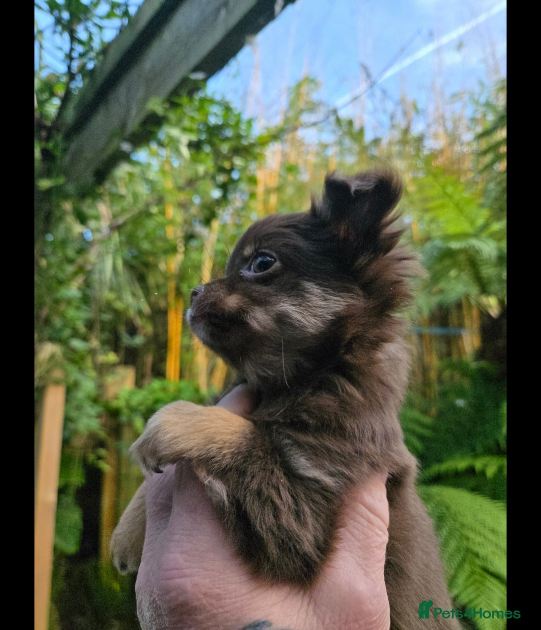 Chihuahua dogs for sale: Chihuahua puppies. - Advert 13